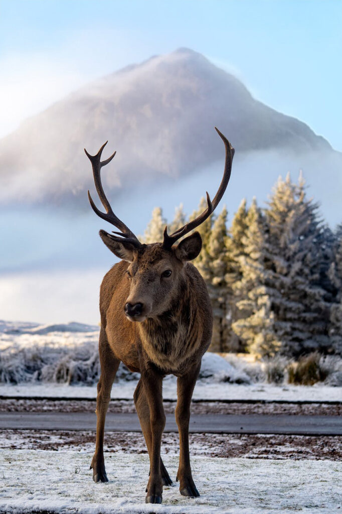 A majestic stag with large antlers stands on a frosty ground, with snow-dusted trees and the mist-covered Buachaille Etive Mor mountain in the background, located in Glencoe, Scotland.