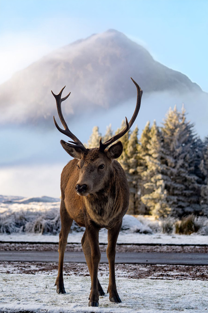 Wildlife Spotting in the Scottish Highlands