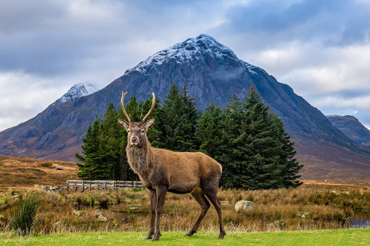 A proud stag with antlers stands on vibrant green grass, set against a picturesque backdrop of trees and the snow-capped Buachaille Etive Mor mountain under a cloudy sky in Glencoe, Scotland.